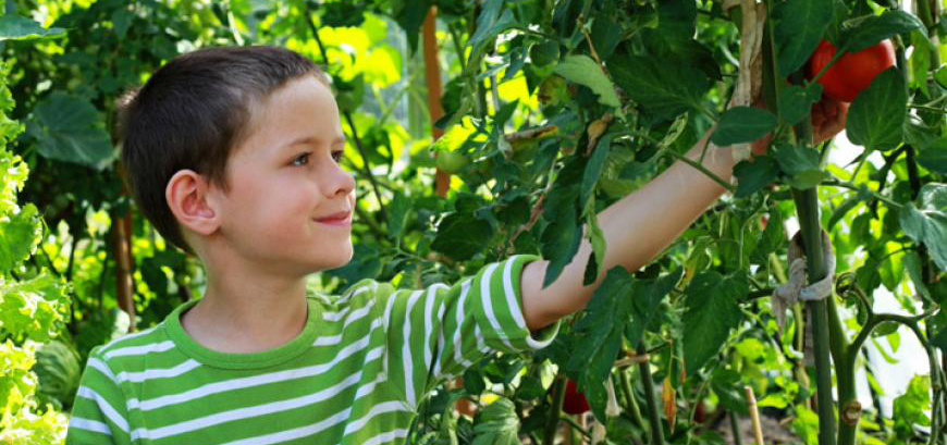 Kid picking apple